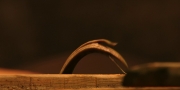 extant_StarTrekDiscovery_1x01-AVulcanHello_0396.jpg
