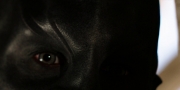 extant_StarTrekDiscovery_1x02-BattleAtTheBinaryStars_0747.jpg