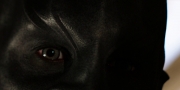 extant_StarTrekDiscovery_1x02-BattleAtTheBinaryStars_0748.jpg