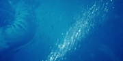 Filename=extant_StarTrekDiscovery_1x04-TheButchersKnifeCaresNotForTheLambsCry_4285.jpg
Filesize=155KiB
Dimensions=1920x960
Date added=Dec 31, 2018 extant_StarTrekDiscovery_1x04-TheButchersKnifeCaresNotForTheLambsCry_4285.jpg