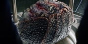 Filename=extant_StarTrekDiscovery_1x05-ChooseYourPain_4700.jpg
Filesize=294KiB
Dimensions=1920x960
Date added=Jan 02, 2019 extant_StarTrekDiscovery_1x05-ChooseYourPain_4700.jpg