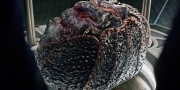 Filename=extant_StarTrekDiscovery_1x05-ChooseYourPain_4701.jpg
Filesize=298KiB
Dimensions=1920x960
Date added=Jan 02, 2019 extant_StarTrekDiscovery_1x05-ChooseYourPain_4701.jpg