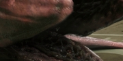extant_StarTrekDiscovery_1x07-MagicToMakeTheSanestManGoMad_0976.jpg