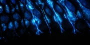 Filename=extant_StarTrekDiscovery_1x08-SiVisPacemParaBellum_2187.jpg
Filesize=201KiB
Dimensions=1920x960
Date added=Jan 02, 2019 extant_StarTrekDiscovery_1x08-SiVisPacemParaBellum_2187.jpg