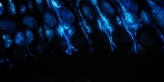 Filename=extant_StarTrekDiscovery_1x08-SiVisPacemParaBellum_2188.jpg
Filesize=166KiB
Dimensions=1920x960
Date added=Jan 02, 2019 extant_StarTrekDiscovery_1x08-SiVisPacemParaBellum_2188.jpg