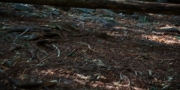extant_StarTrekDiscovery_1x08-SiVisPacemParaBellum_3178.jpg