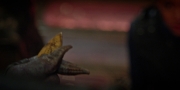 extant_StarTrekDiscovery_1x09-IntoTheForestIGo_2928.jpg