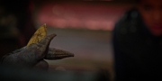 extant_StarTrekDiscovery_1x09-IntoTheForestIGo_2929.jpg