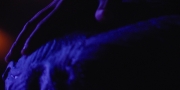 Filename=extant_StarTrekDiscovery_1x09-IntoTheForestIGo_4526.jpg
Filesize=140KiB
Dimensions=1920x960
Date added=Jan 02, 2019 extant_StarTrekDiscovery_1x09-IntoTheForestIGo_4526.jpg