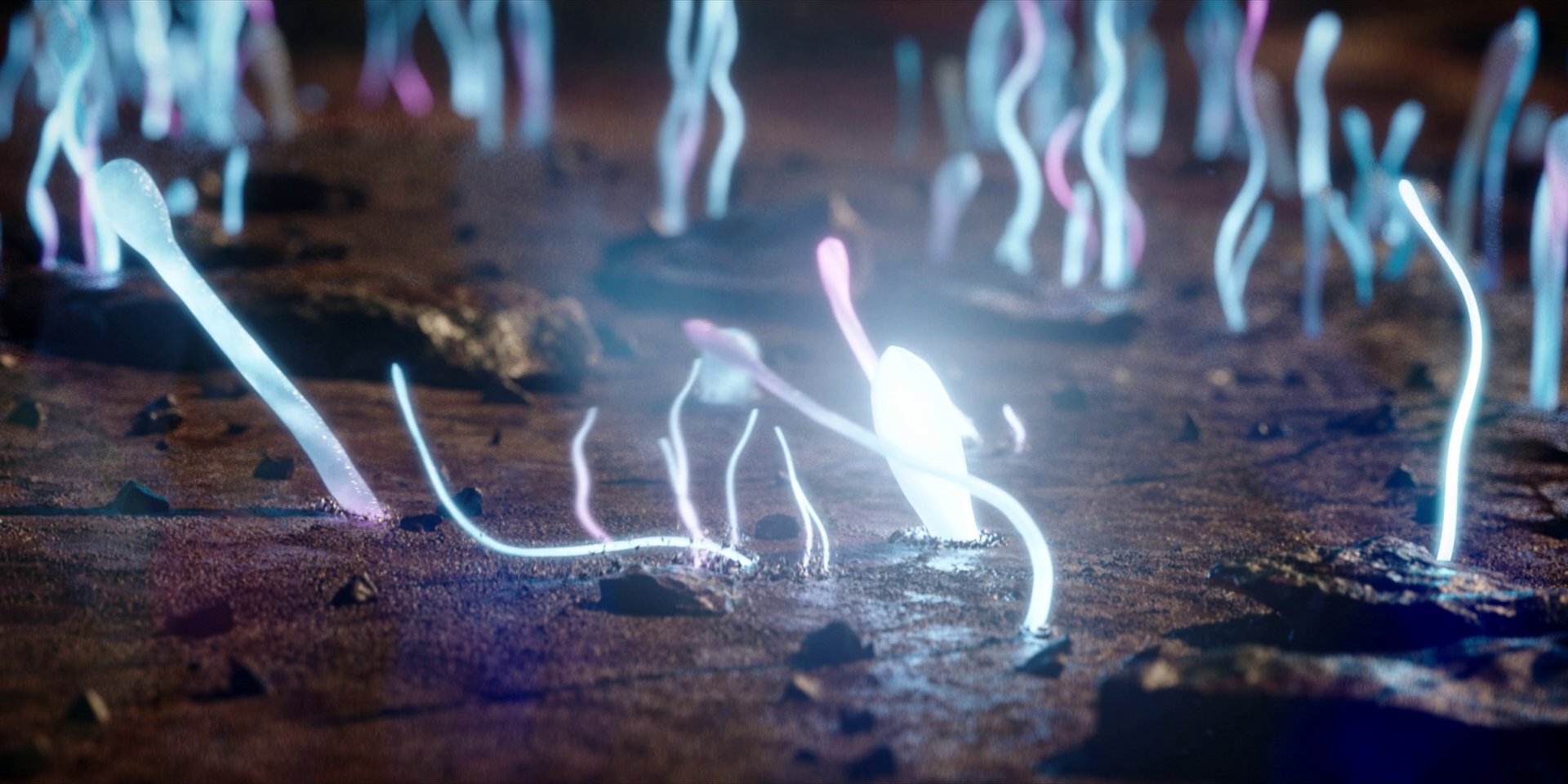 extant_StarTrekDiscovery_1x14-TheWarWithoutTheWarWithin_4306.jpg