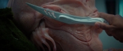 Filename=extant_StarTrekDiscovery_2x04-AnObolForCharon_05312.jpg
Filesize=122KiB
Dimensions=1920x800
Date added=Dec 08, 2019 extant_StarTrekDiscovery_2x04-AnObolForCharon_05312.jpg