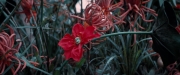 Filename=extant_StarTrekDiscovery_2x06-TheSoundsOfThunder_02234.jpg
Filesize=178KiB
Dimensions=1920x800
Date added=Dec 08, 2019 extant_StarTrekDiscovery_2x06-TheSoundsOfThunder_02234.jpg