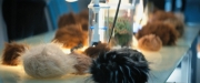 Filename=extant_StarTrekDiscovery_ShortTreks0006_TheTroubleWithEdward_00965.jpg
Filesize=146KiB
Dimensions=1920x800
Date added=Oct 11, 2019 extant_StarTrekDiscovery_ShortTreks0006_TheTroubleWithEdward_00965.jpg